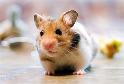 hasmter|Hamsters 